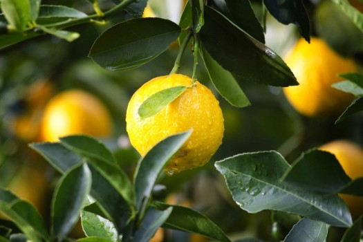 Bergamot, what interests in perfumery?