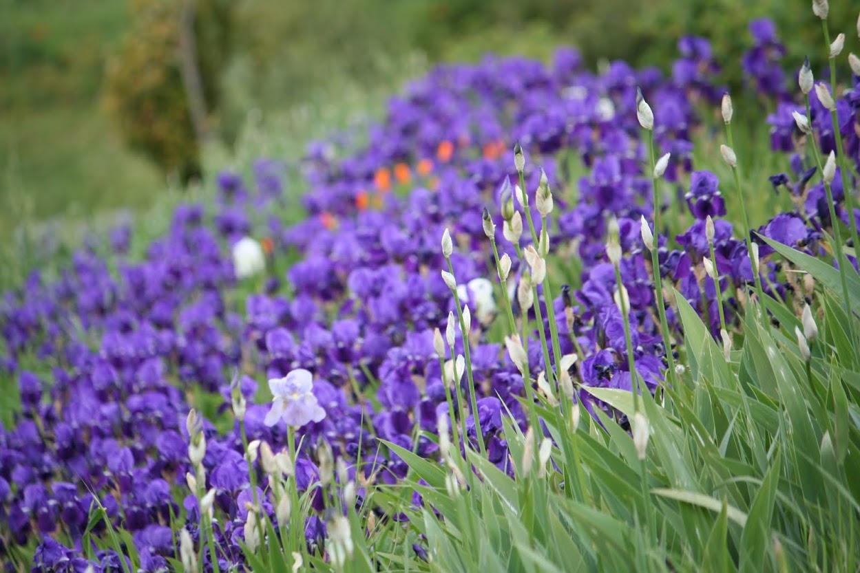 La poésie des fleurs